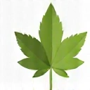 Természetességet ábrázoló ikon, például egy zöld levél vagy egy fa